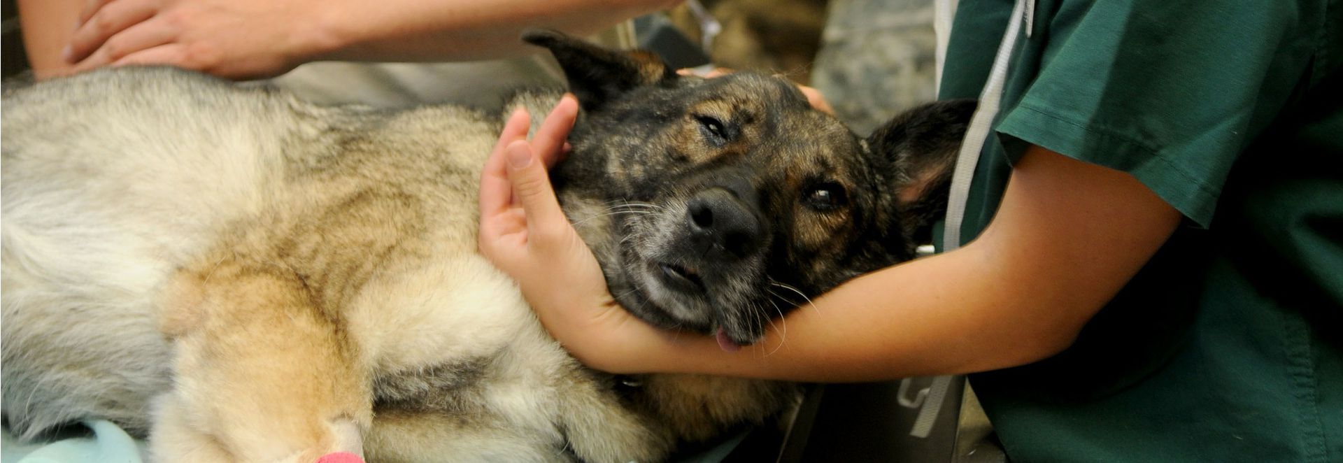 dog in surgery