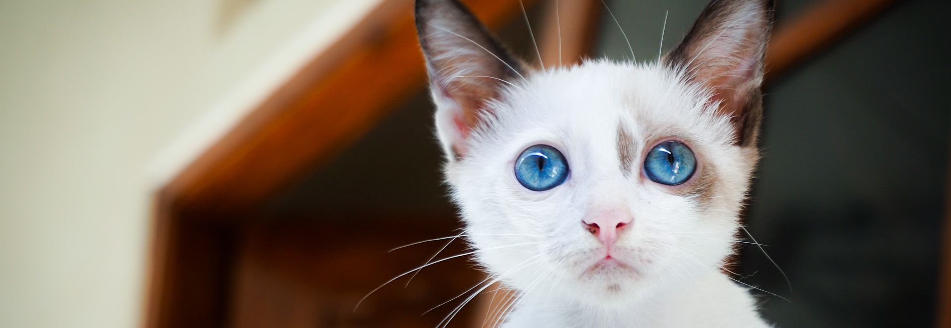 kitten with blue eyes
