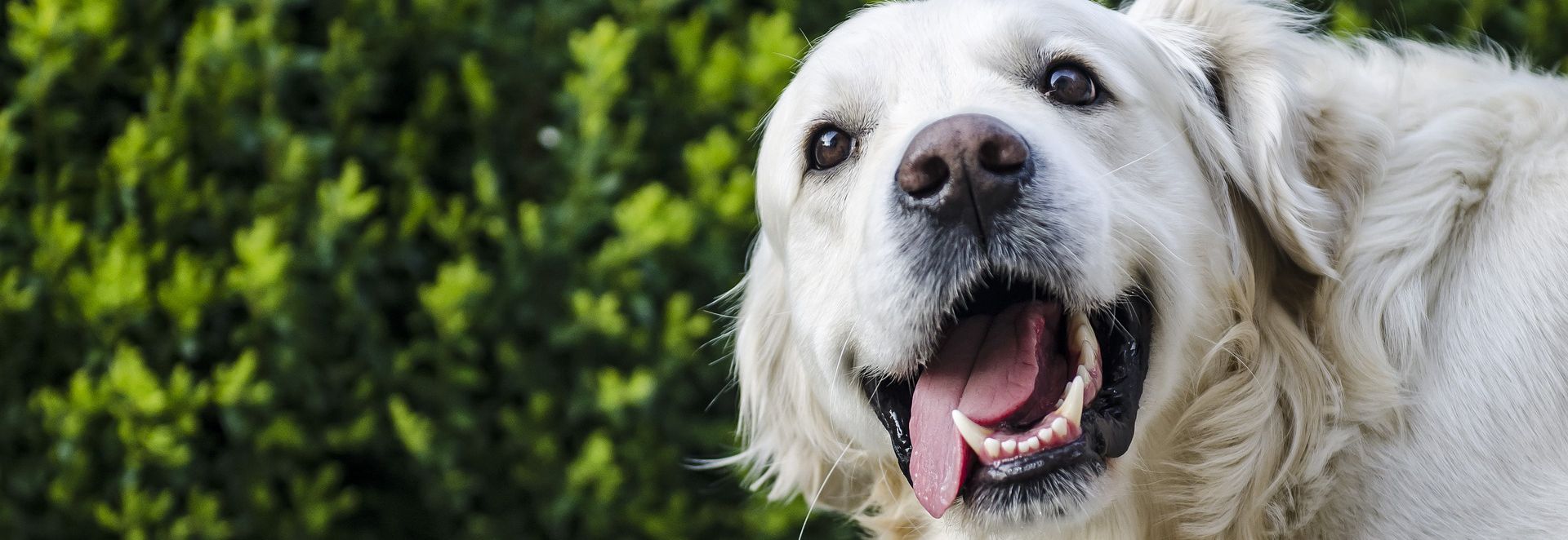 older dog showing white teeth with tongue hanging out