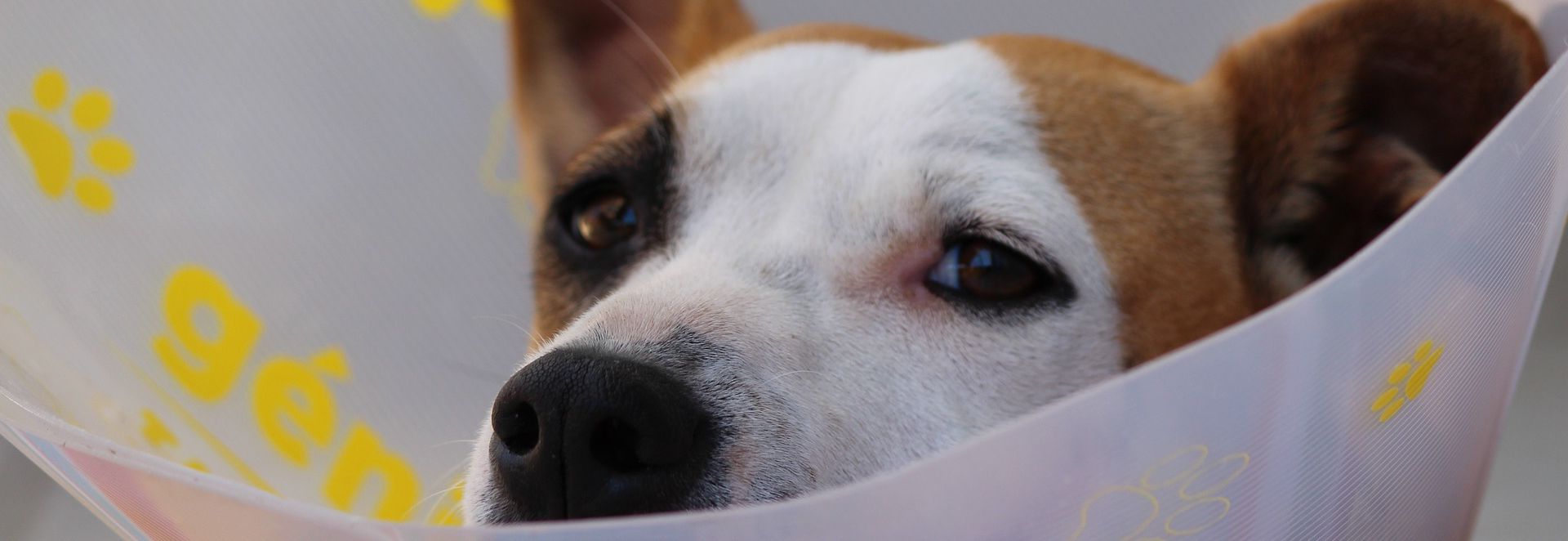post op dog with cone on head