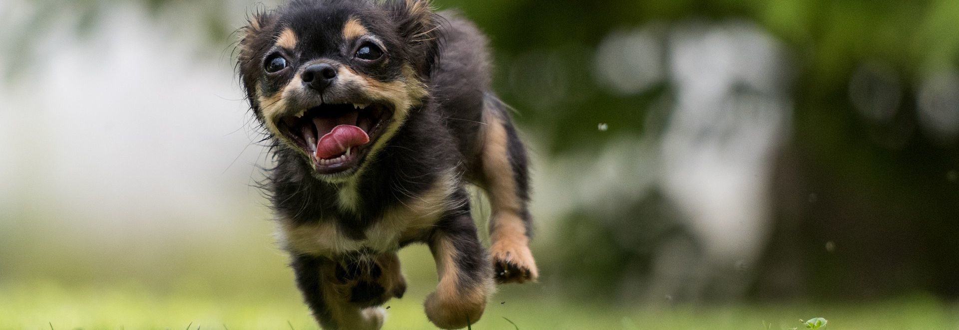 puppy running in grass