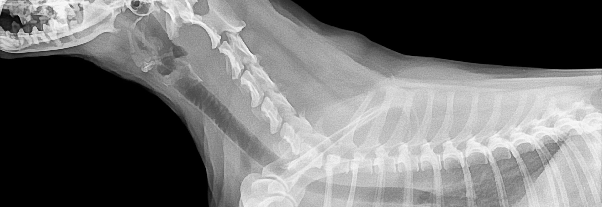 xray of a dog