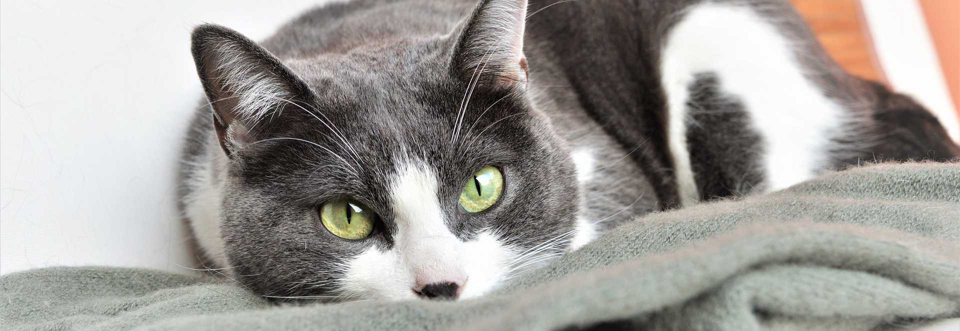 cat resting on blanket