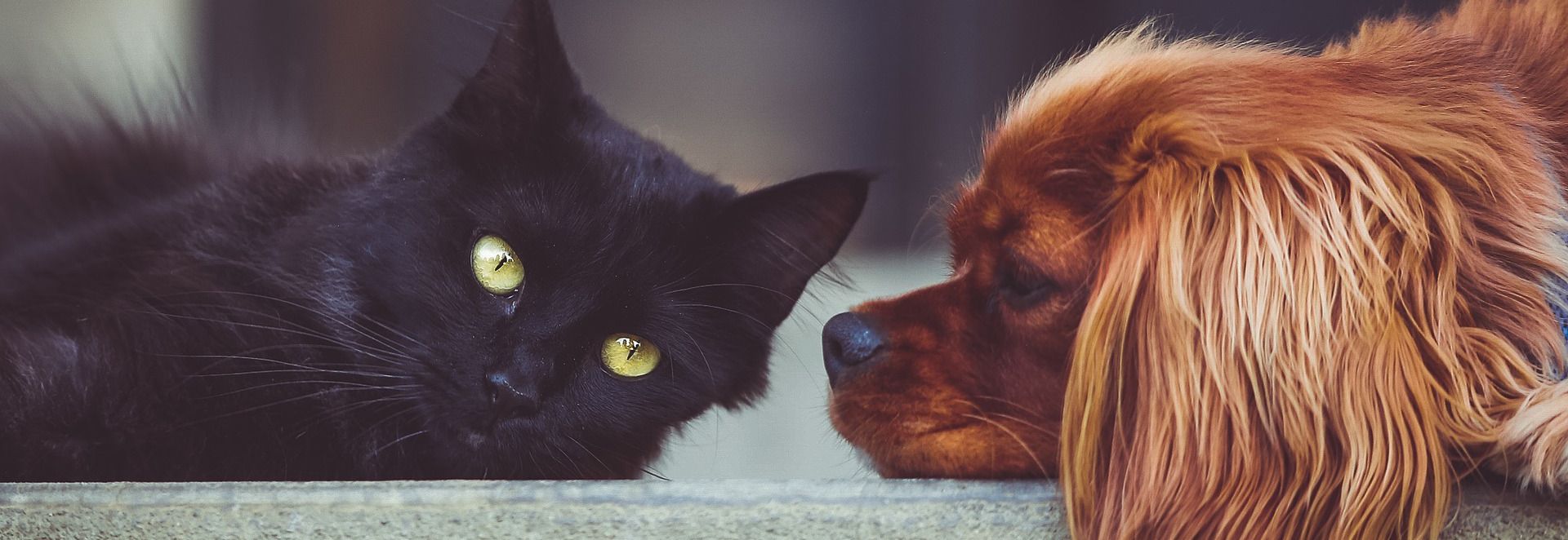 dog and cat laying together