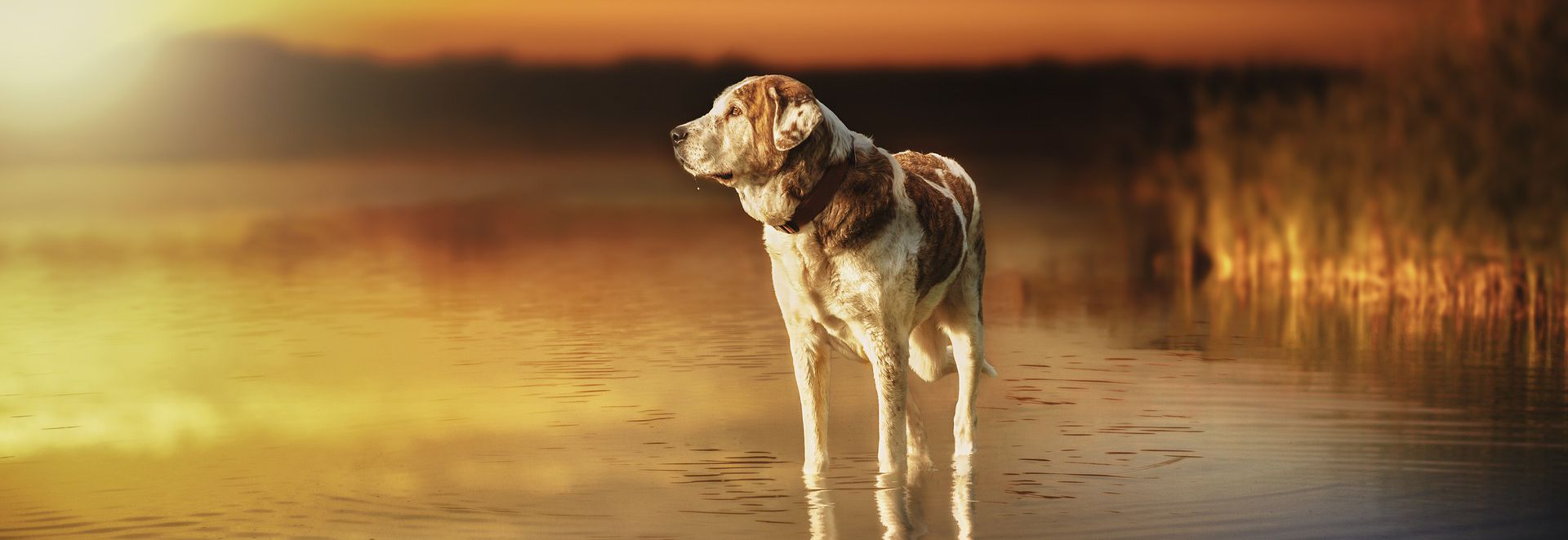 older dog looking towards sunset