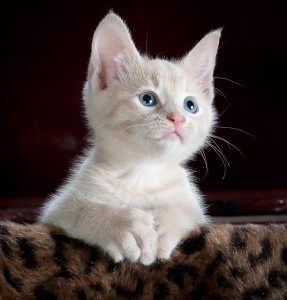 small kitten with blue eyes