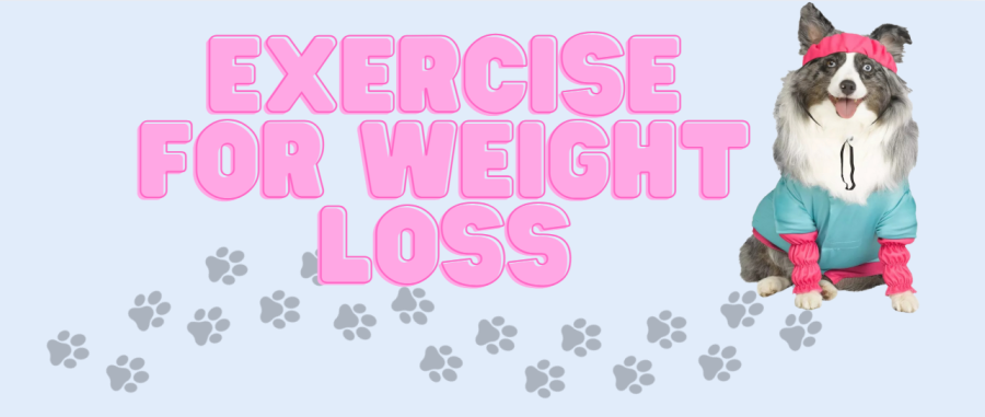 Exercise for Weight Loss