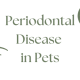 Periodontal disease in pets