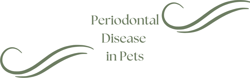 Periodontal disease in pets