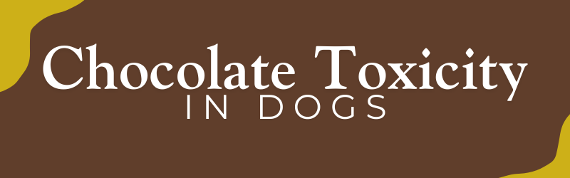 Chocolate Toxicity in Dogs